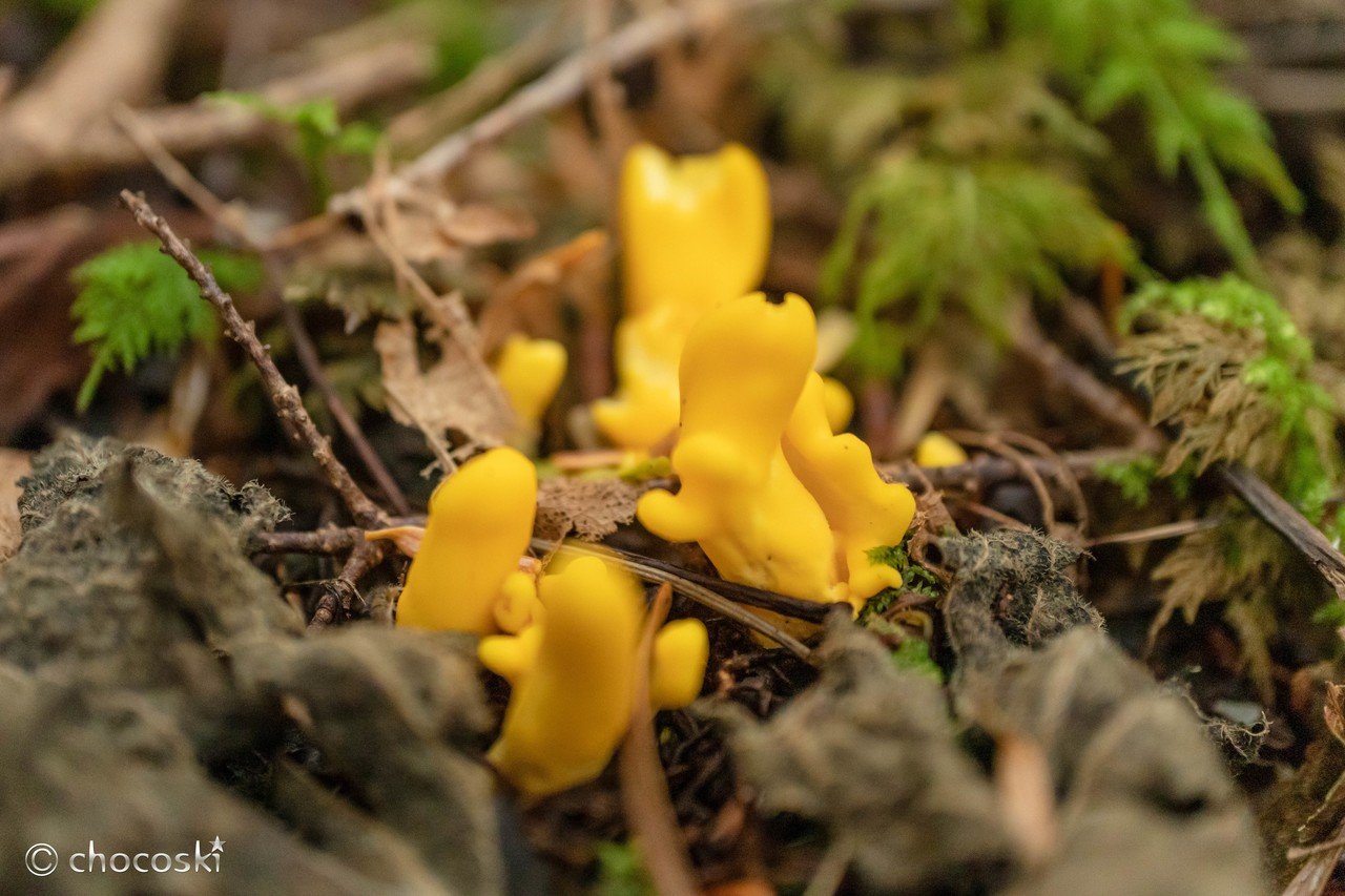 黄色いニョロニョロ＊ツノマタタケなど｜ちょこすき～☆きのこ