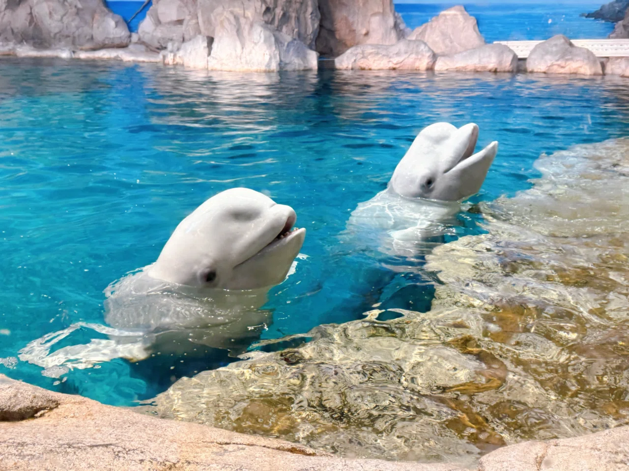 名古屋旅行｜名古屋港水族館でベルーガまみれ♡｜小海いと┆書いて世界