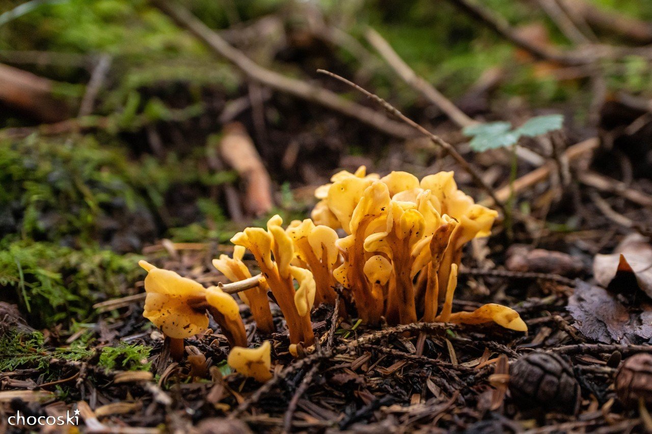 黄色いニョロニョロ＊ツノマタタケなど｜ちょこすき～☆きのこ