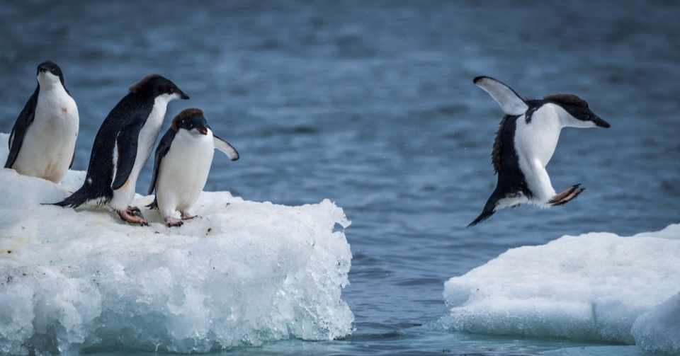 株式 会社 ファースト ペンギン