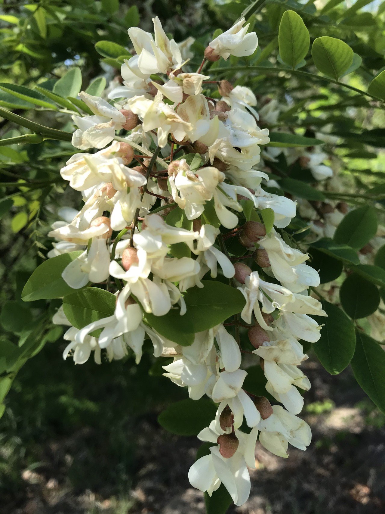 ニホンミツバチ 蜜源植物 Y Fukunaga Note