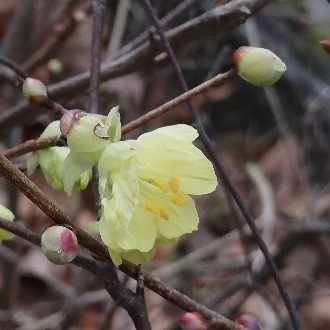君の膵臓を食べたい 桜良は病気になって良かったのかも 日向ミズキ Note