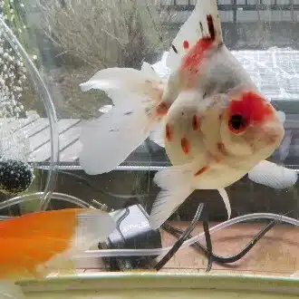 もふ