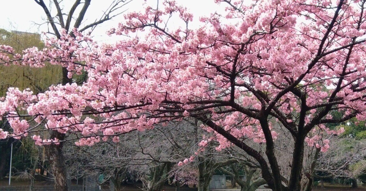 2月の千葉で出会った、少し早足の春｜Teo lab