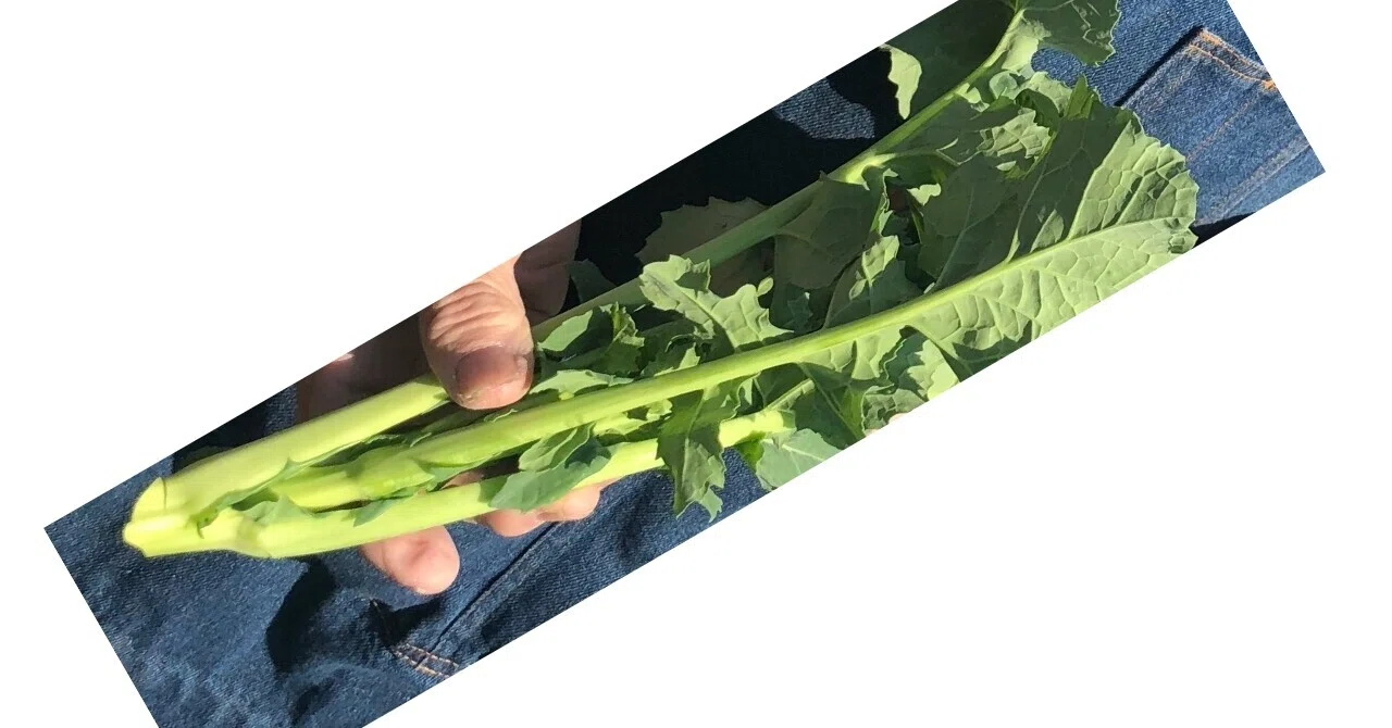 Arrival of Kawasaki Traditional Vegetable Norabo-na｜野菜とキムチ