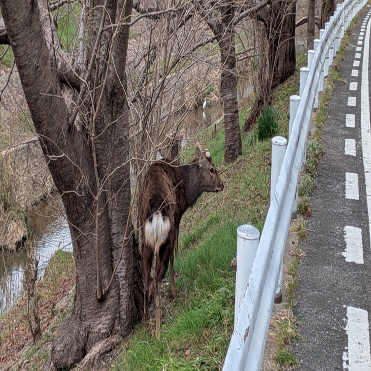奈良の鹿さん🦌に近くで会えた｜宇宙R