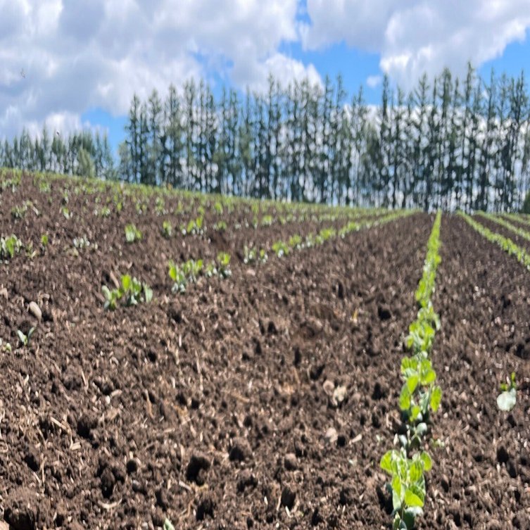 畑がない？北海道の『家と畑』探しのリアル｜北海道に移住して畑を
