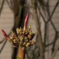 恐怖の肥料焼け体験 施肥の注意点を再度考えてみた Hoppie Note