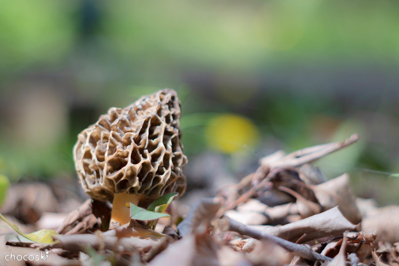 櫻の木の下には＊アミガサタケ｜ちょこすき～☆きのこ