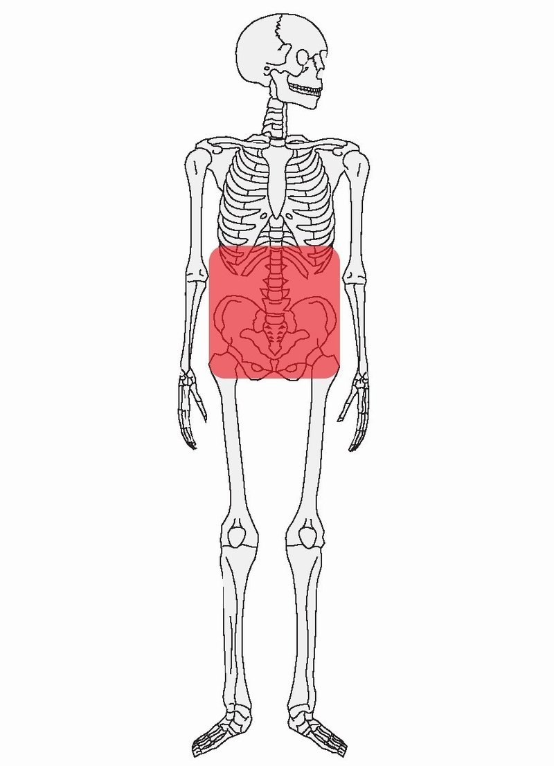 骨盤帯と腰椎