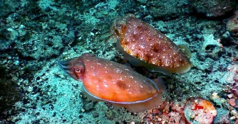 堤防 船 コウイカを爆釣できる最強スッテ5選 北九州 関門以外でも Lurelostman Note