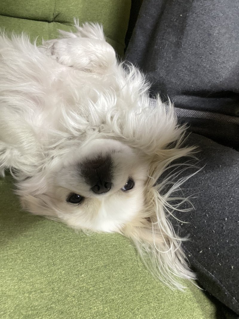 どうしたら良い 犬の避妊 徹底解説 ドッグライフサポーター 獅子パパ Note どうしたら良い 犬の避妊 徹底解説 ドッグライフサポーター 獅子パパ Note