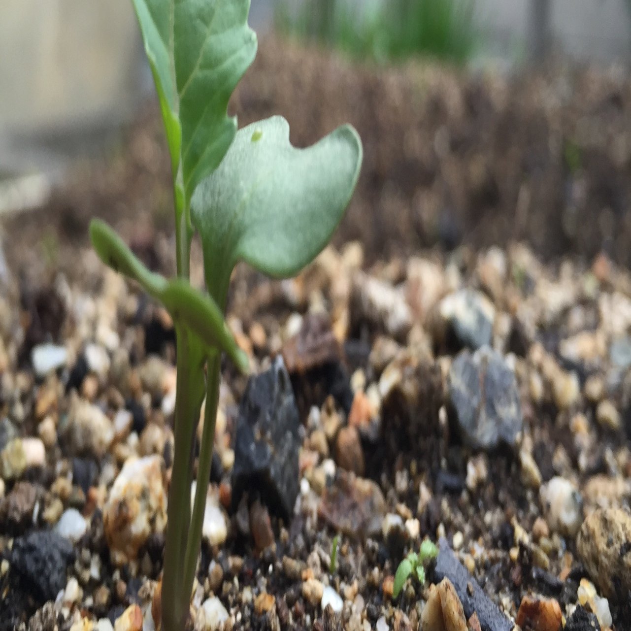 プルメリアの土に迷ってる方はやまちゃんのブログをみて Hoppie Note