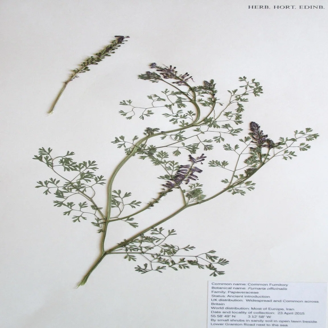Make your own herbarium: 自分の植物標本誌をつくる｜Haruka Yazaki
