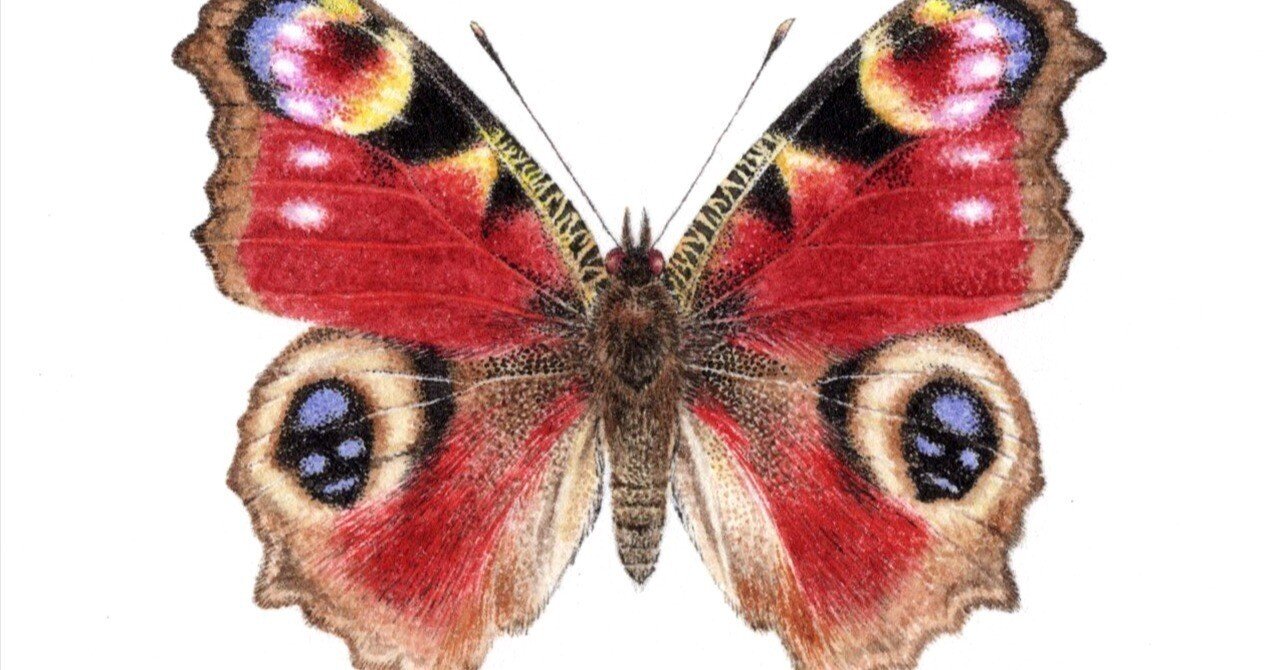 クジャクチョウ｜orie