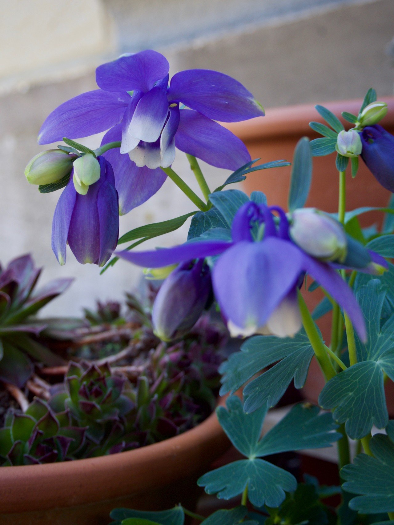 花壇のオダマキです 開花中のものが増えてきました Http Genbou Blogspot Com 05 Blog Post 43 Html 玄 Note