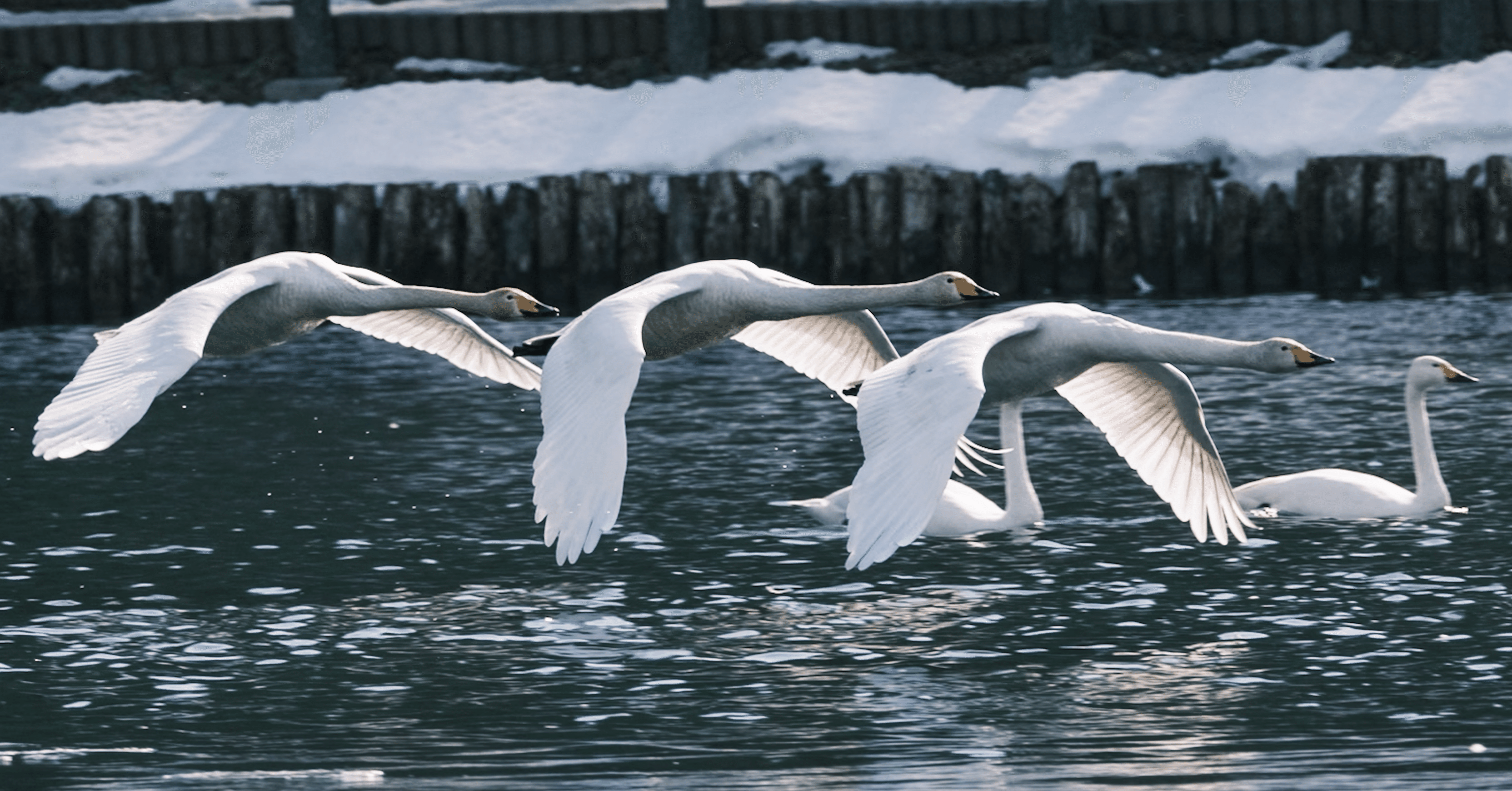 白鳥の北帰行が始まりました｜探鳥散歩｜2026_02中旬｜cap
