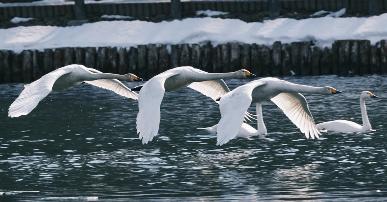 白鳥の北帰行が始まりました｜探鳥散歩｜2026_02中旬｜cap