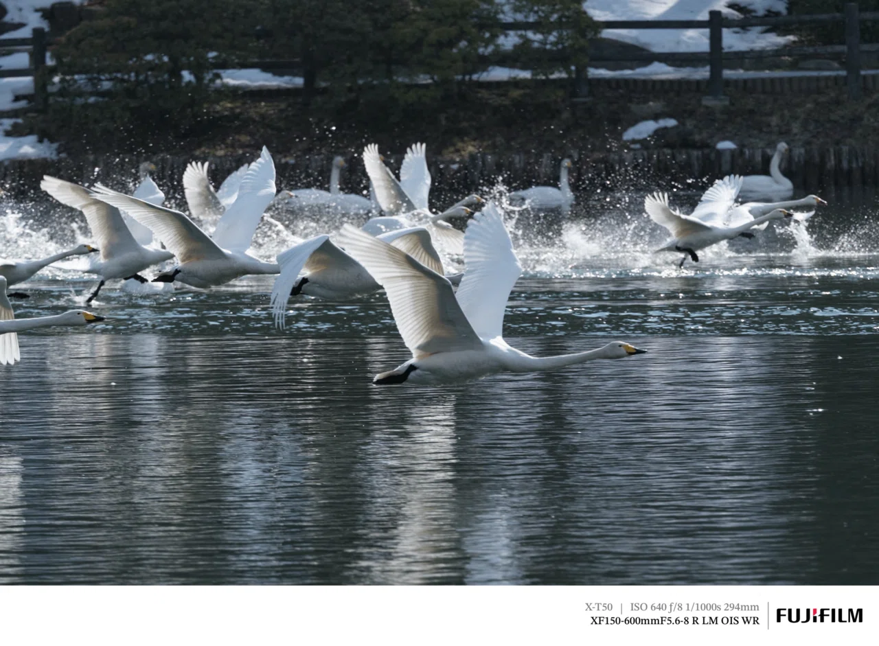 白鳥の北帰行が始まりました｜探鳥散歩｜2026_02中旬｜cap