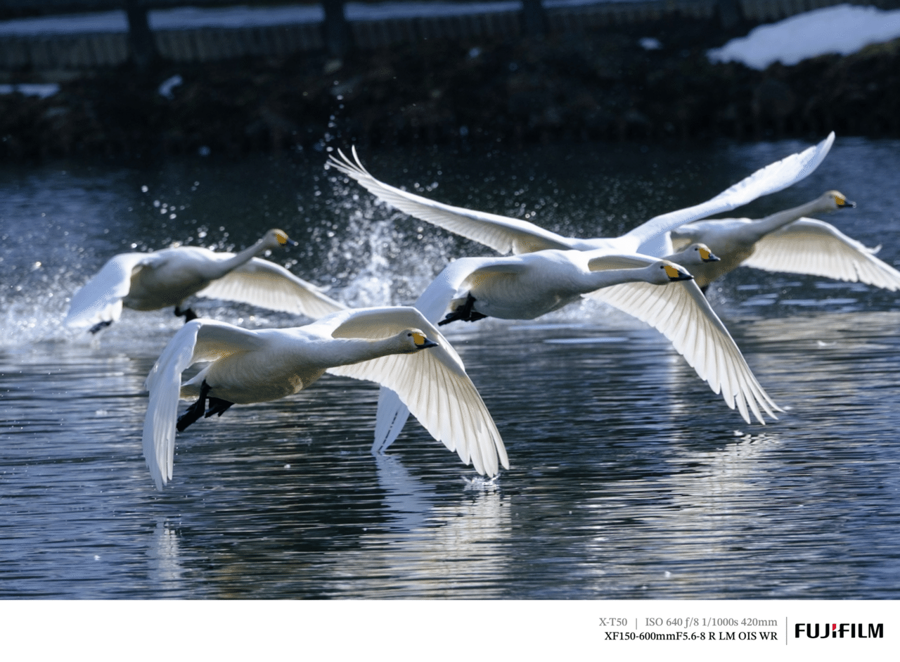 白鳥の北帰行が始まりました｜探鳥散歩｜2026_02中旬｜cap