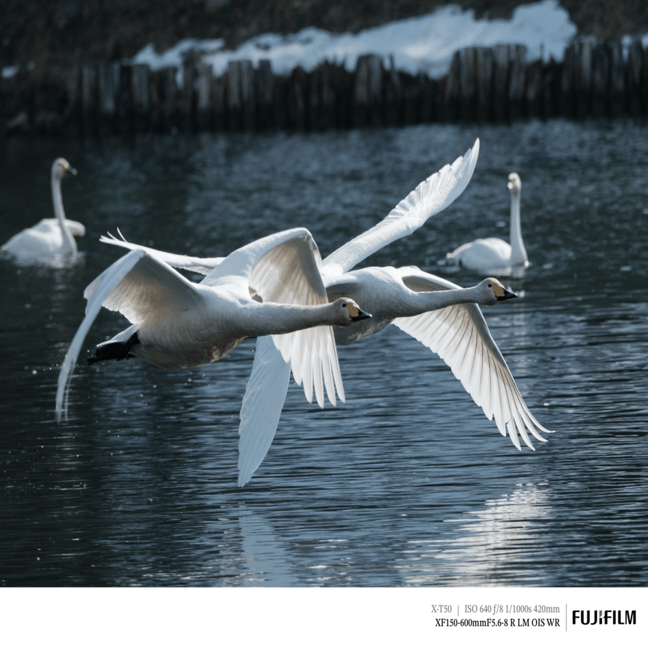 白鳥の北帰行が始まりました｜探鳥散歩｜2026_02中旬｜cap