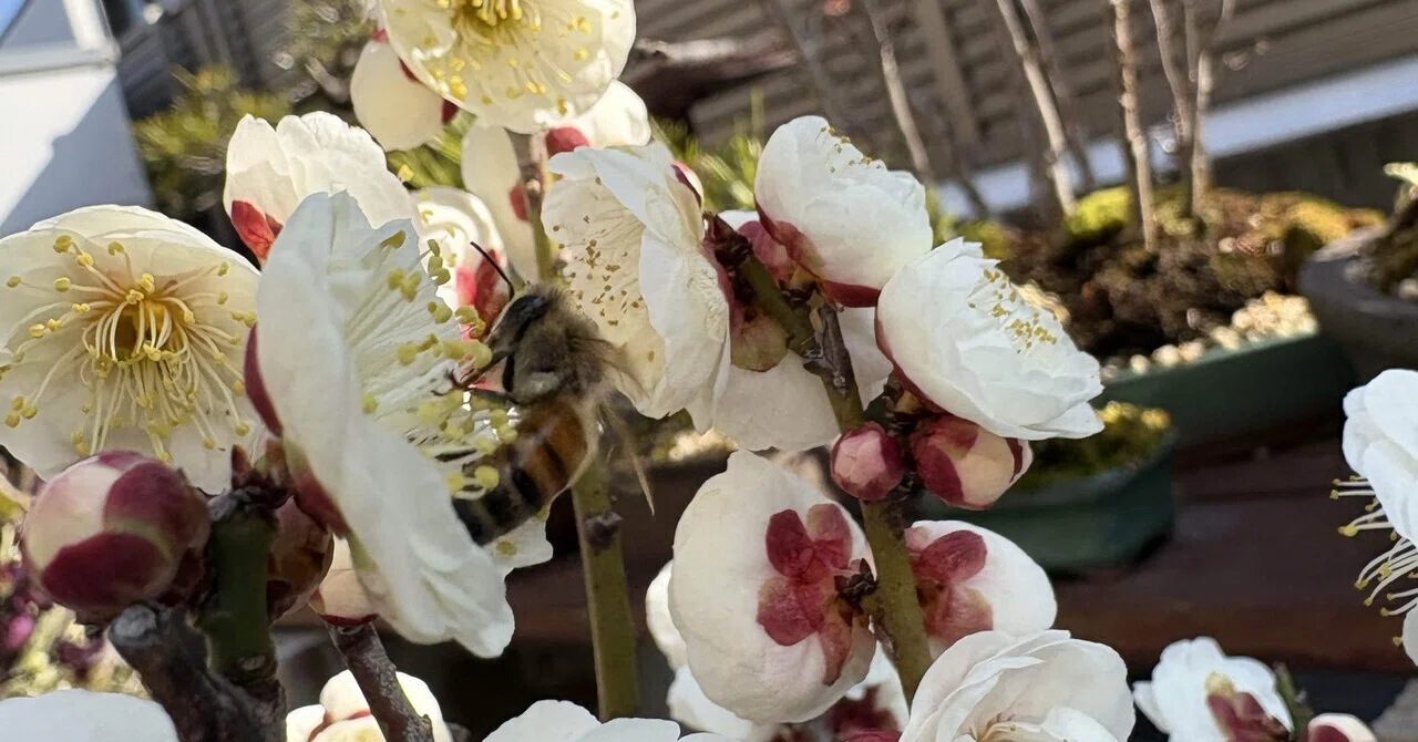 盆栽#33梅の盆栽が花を咲かせました｜natural margins-盆佳庵-