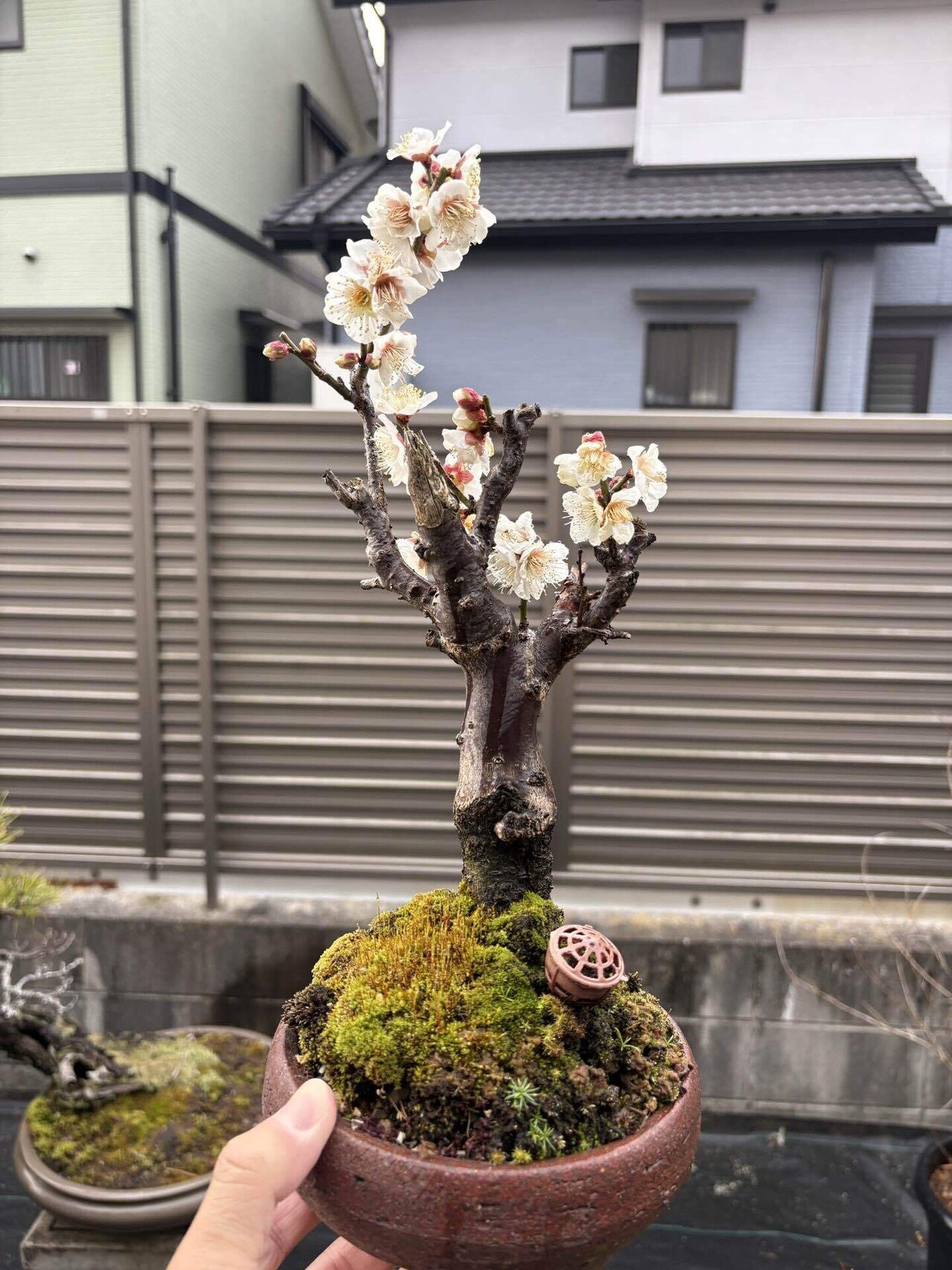 盆栽#33梅の盆栽が花を咲かせました｜natural margins-盆佳庵-