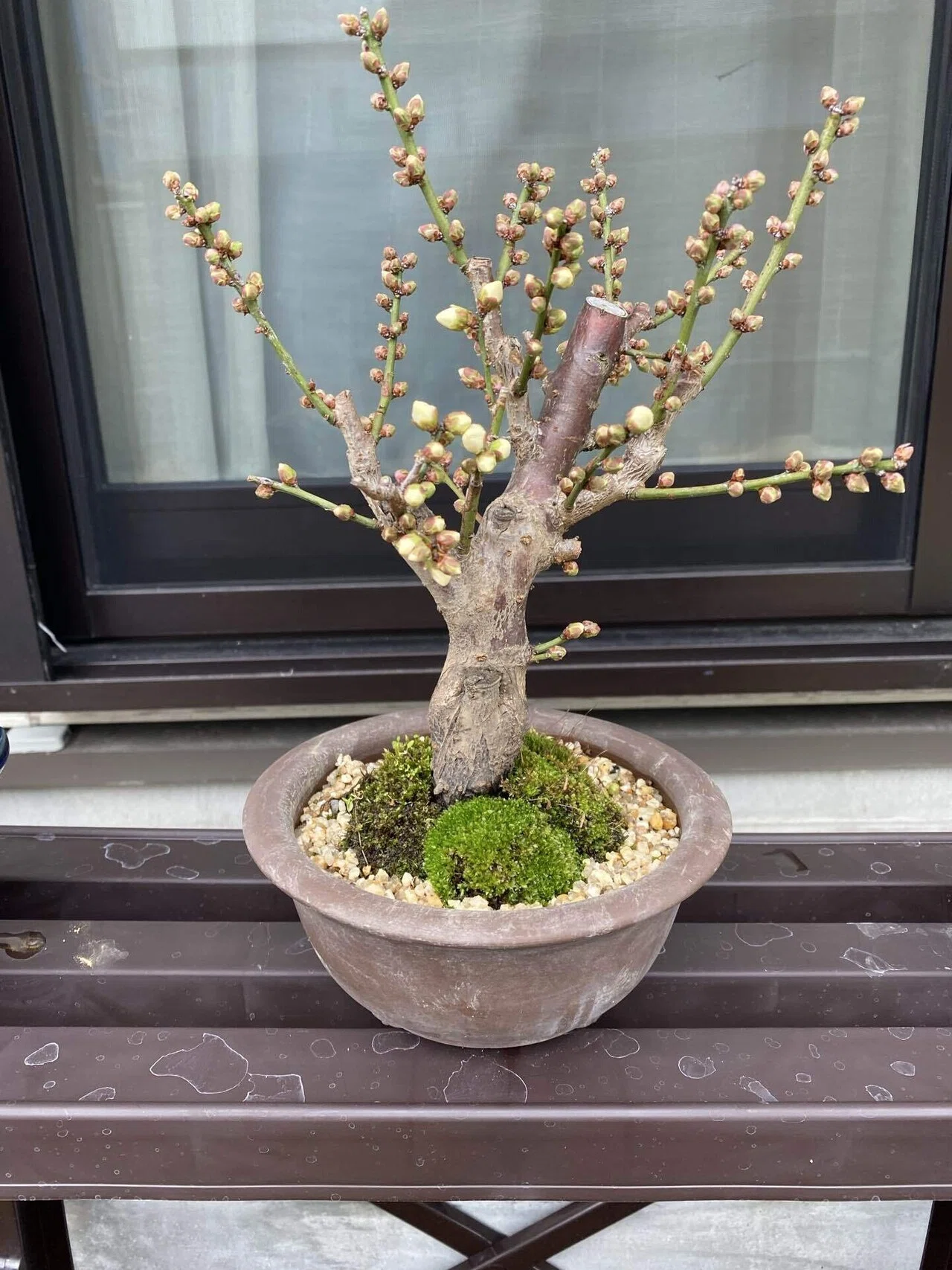 盆栽#33梅の盆栽が花を咲かせました｜natural margins-盆佳庵-