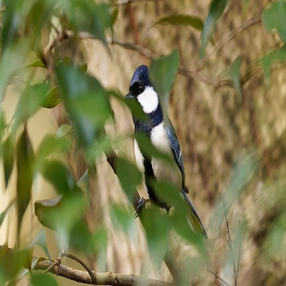 野鳥撮影に！Canon EF500mm F4L IS USM Canon EF500mm F4L IS II USM を見直す｜神戸の野鳥クラブ@きたの みつよし