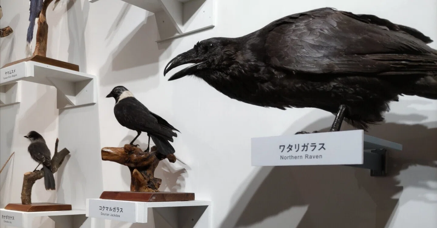 特別展「鳥」 国立科学博物館 2025/2/2｜シジュウカラ