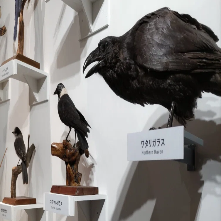 特別展「鳥」 国立科学博物館 2025/2/2｜シジュウカラ