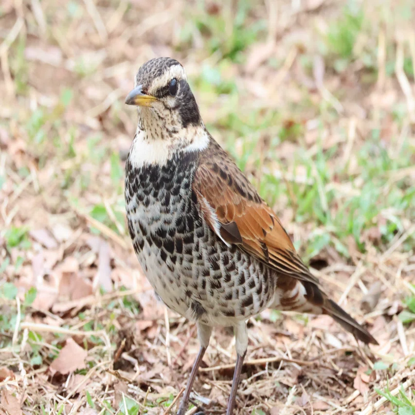 今日の野鳥 20260224 森林公園のヤドリギに人だかりが、、、｜Kako S
