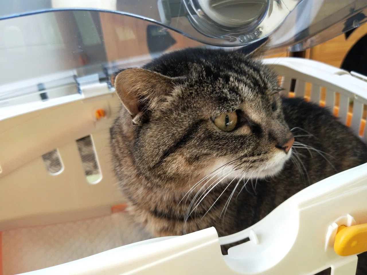 大福ちゃんトライアル出発しました｜保護猫カフェたまゆら