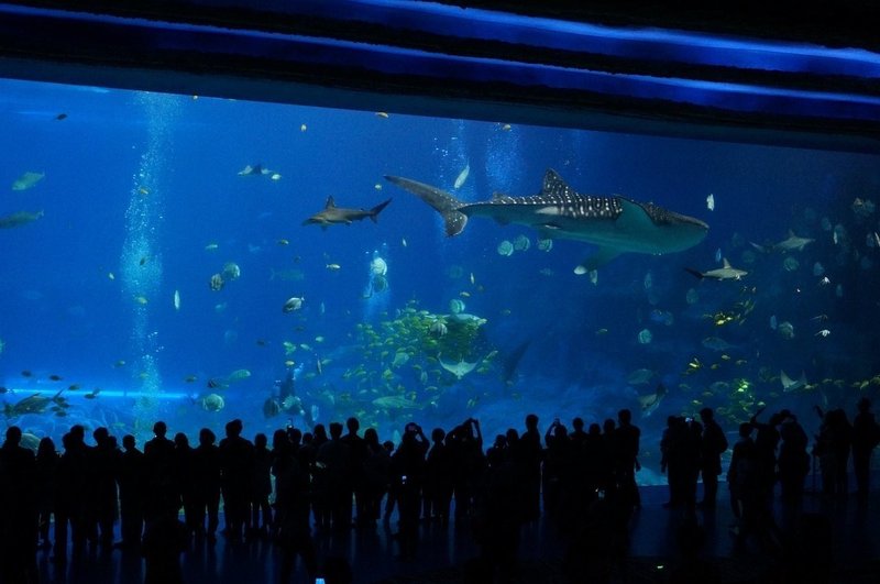 水族館 アイウエオ Note