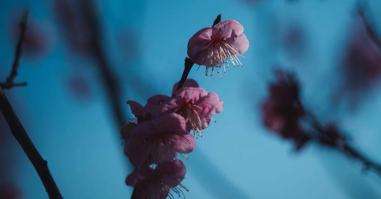 Nikon Z5とオールドレンズでじっくり撮る｜桜橋