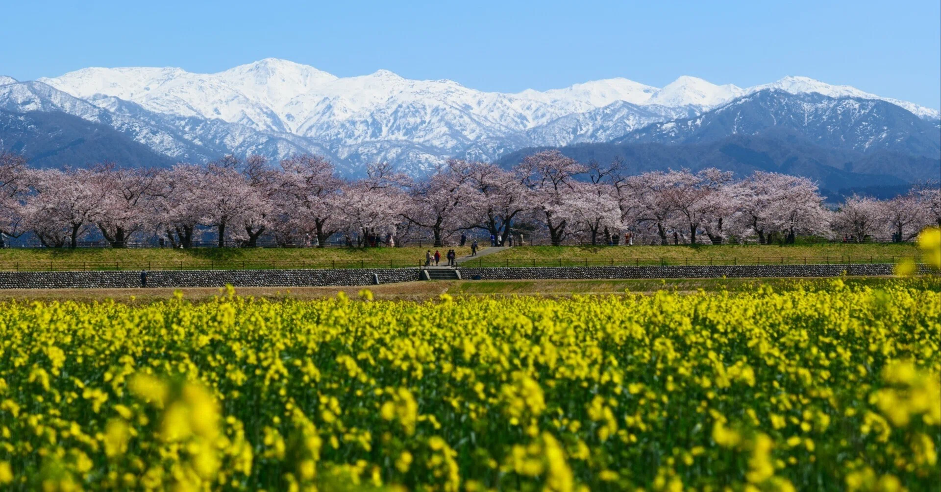 Not Just Cherry Blossoms! 6 