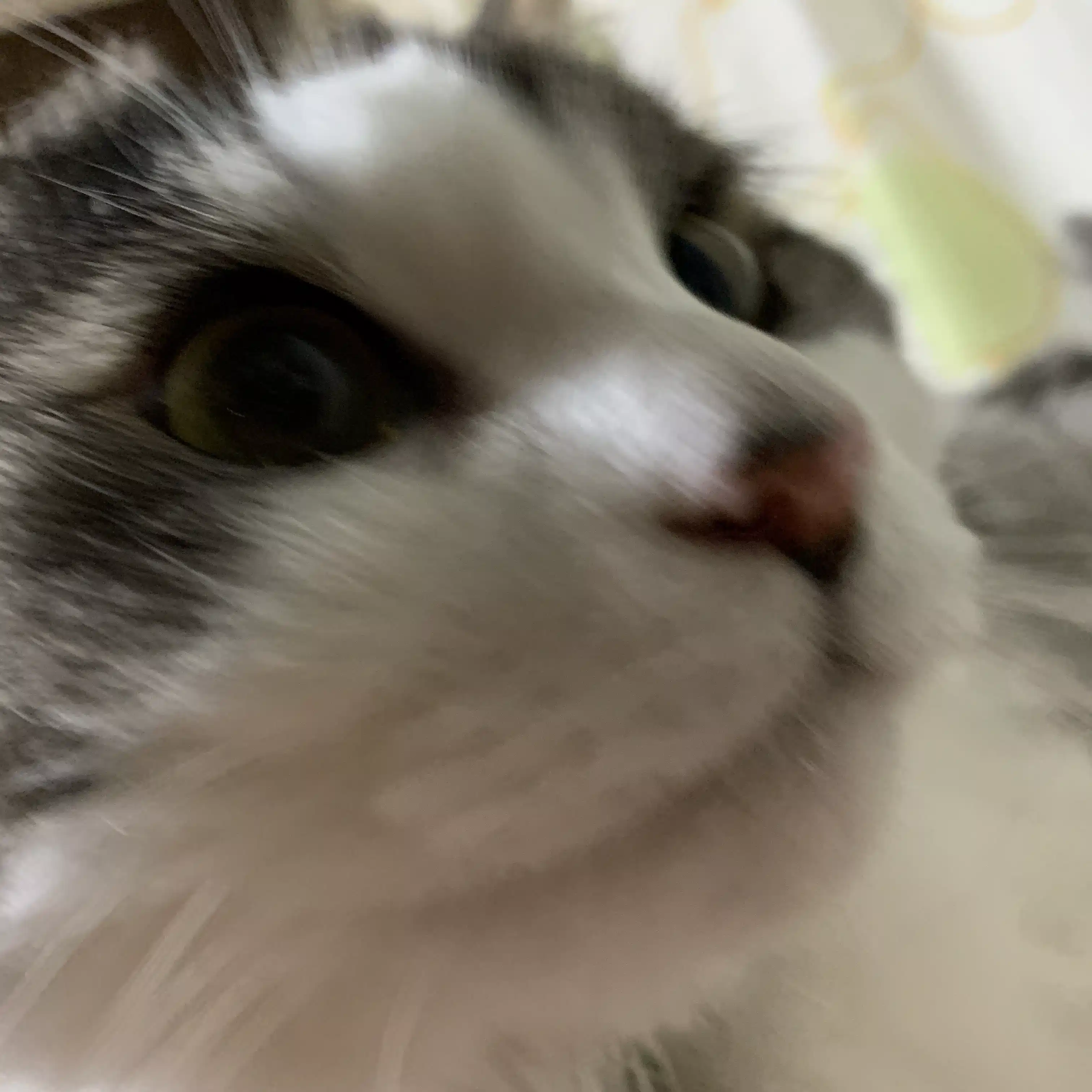 happea-nyanko