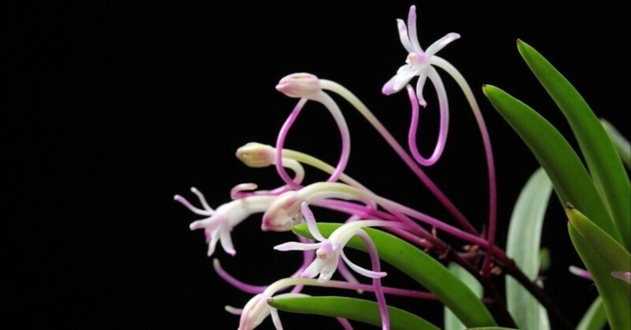 富貴蘭「朱天王」の花（過去の画像倉庫から）｜KJ Morison