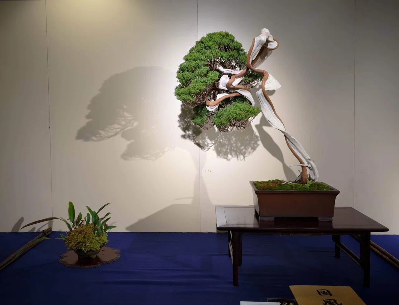 盆栽】 梅ぼん2号のお迎え& 100回記念の国風盆栽展レポート｜HIKARU