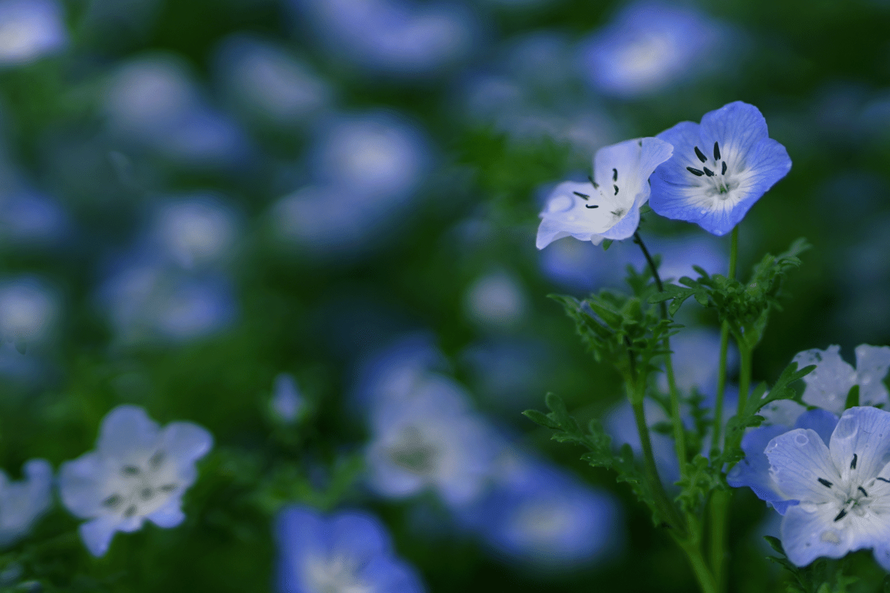 瑠璃唐草 Ryoko Yunoki Note