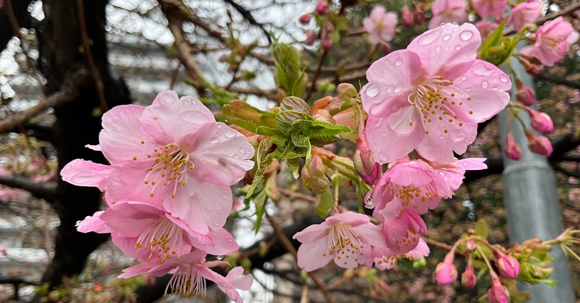 一条戻橋の河津桜が一分咲き：2026年2月25日（水）｜藤井秀昭（『京都