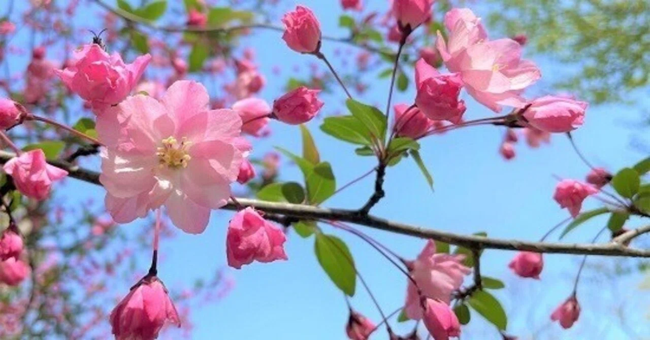 2月25日の誕生花💐｜篤也響究拓光／トクナリヒビキタクミ