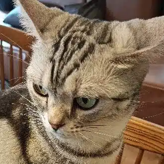 れいむちゃん
