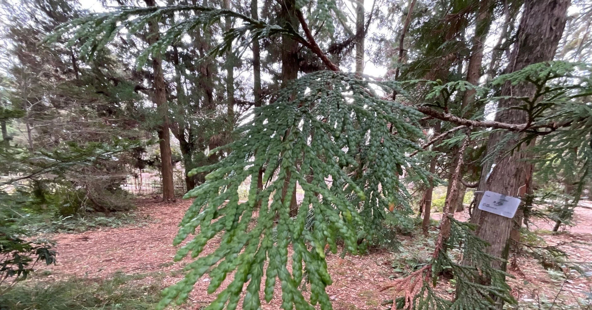 ネズコ（京都府立植物園）：2026年3月18日（水）｜藤井秀昭（『京都
