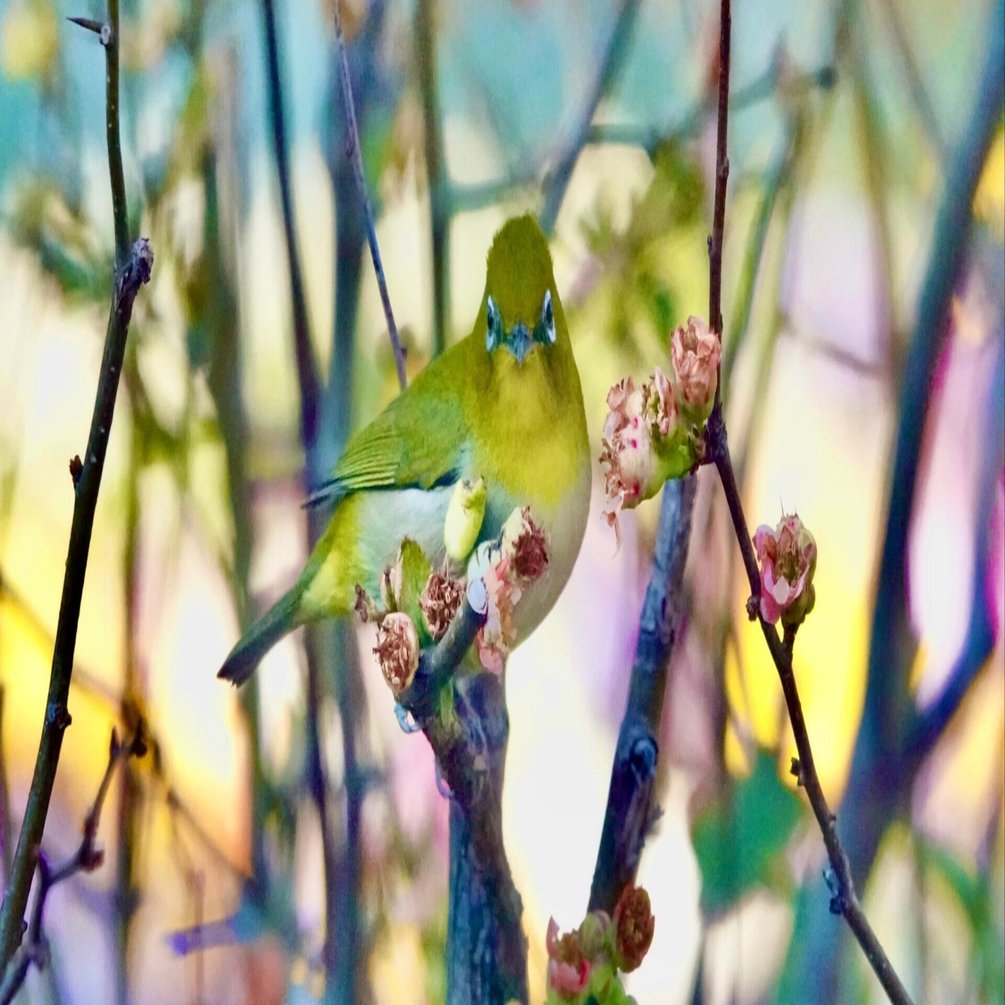 野の鳥（メジロ）｜佐藤豊（タイプラボ）