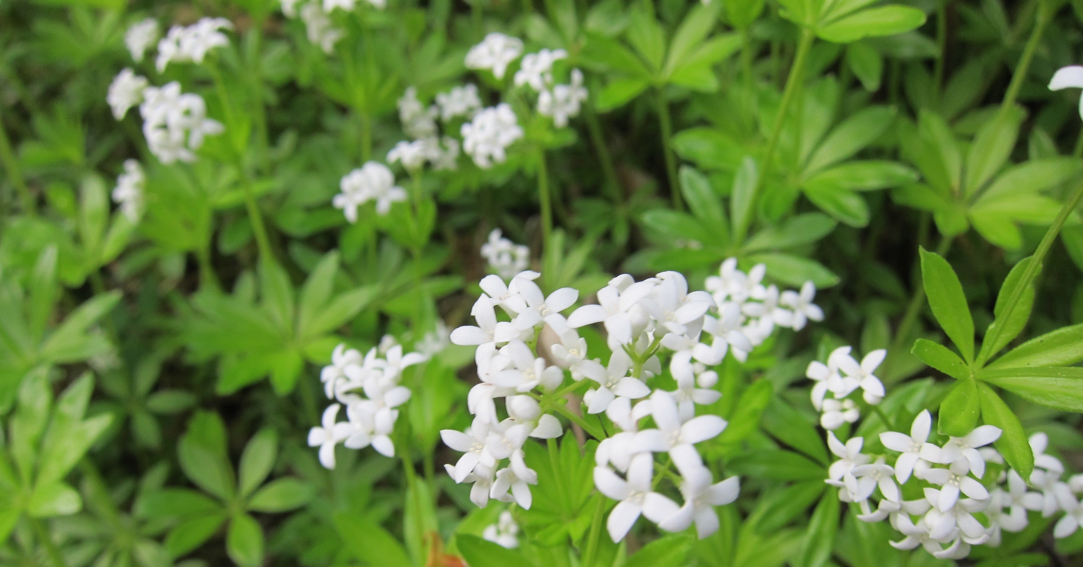 大山花あれこれ。｜大山ゲストハウス寿庵