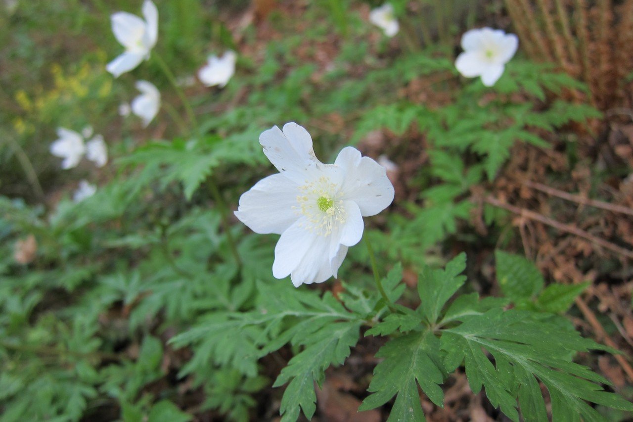 大山花あれこれ。｜大山ゲストハウス寿庵