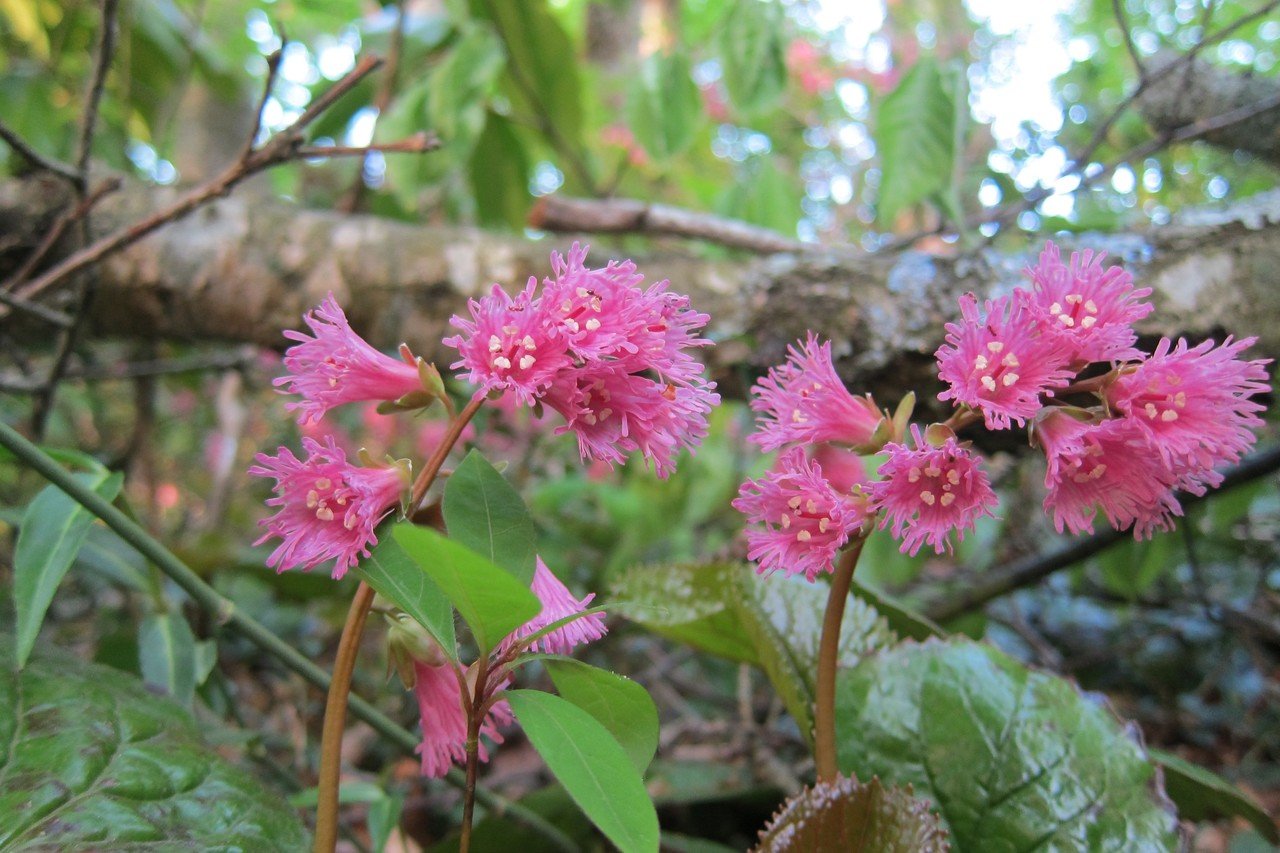 大山花あれこれ。｜大山ゲストハウス寿庵