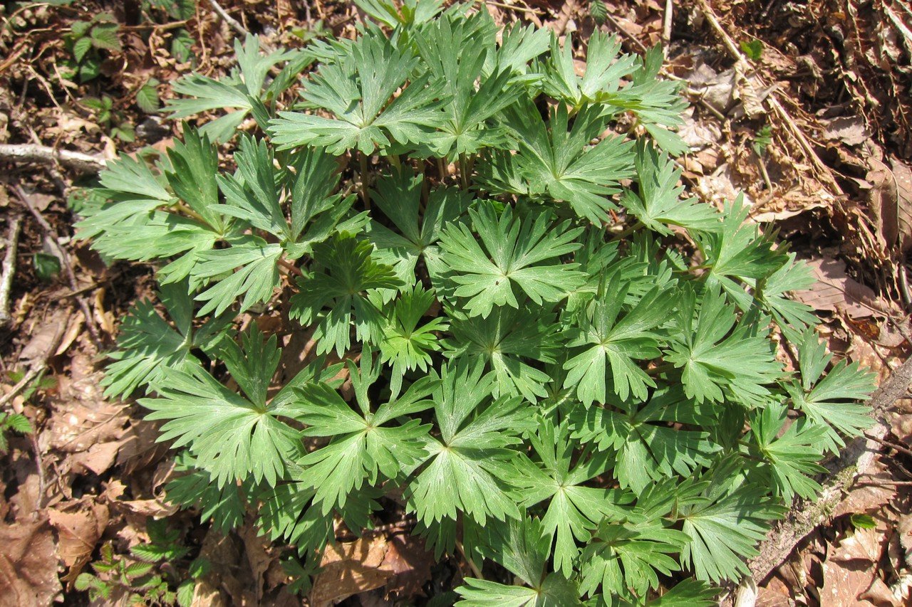 大山花あれこれ 大山ゲストハウス寿庵 Note 大山花あれこれ 大山ゲストハウス寿庵 Note