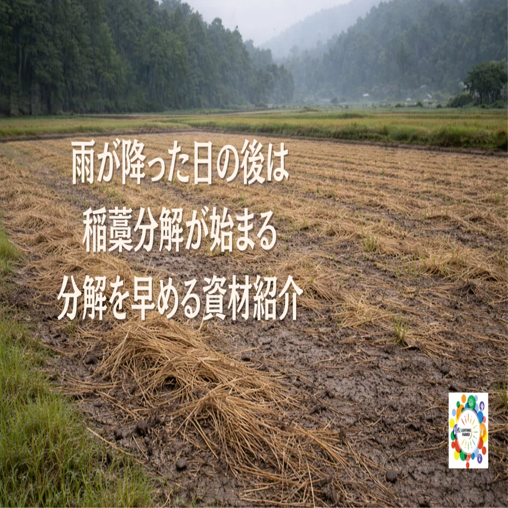 雨が降ったら田んぼへ急げ。稲藁爆速分解のタイミングと、2つの